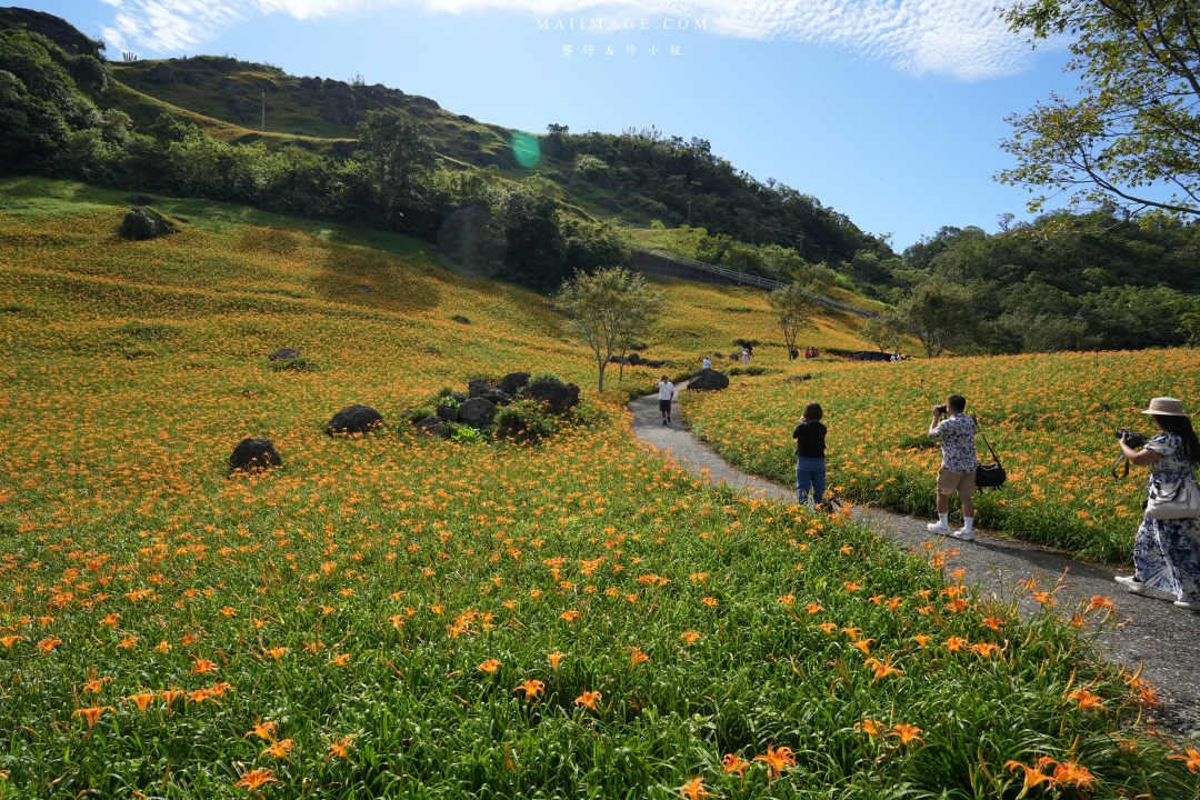 2025花蓮富里金針花季攻略!六十石山金針花海必訪,金針花體驗活動全攻略。