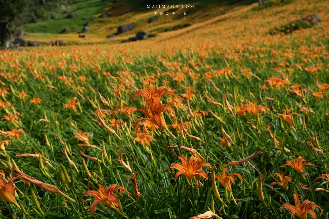 2025花蓮富里金針花季攻略!六十石山金針花海必訪,金針花體驗活動全攻略。