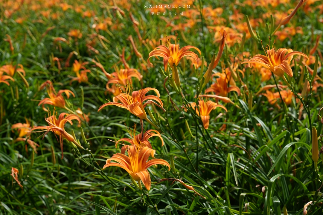 2025花蓮富里金針花季攻略!六十石山金針花海必訪,金針花體驗活動全攻略。