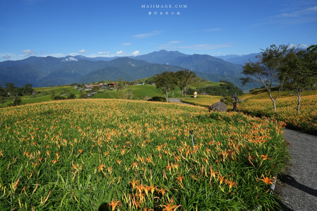 2025花蓮富里金針花季攻略!六十石山金針花海必訪,金針花體驗活動全攻略。