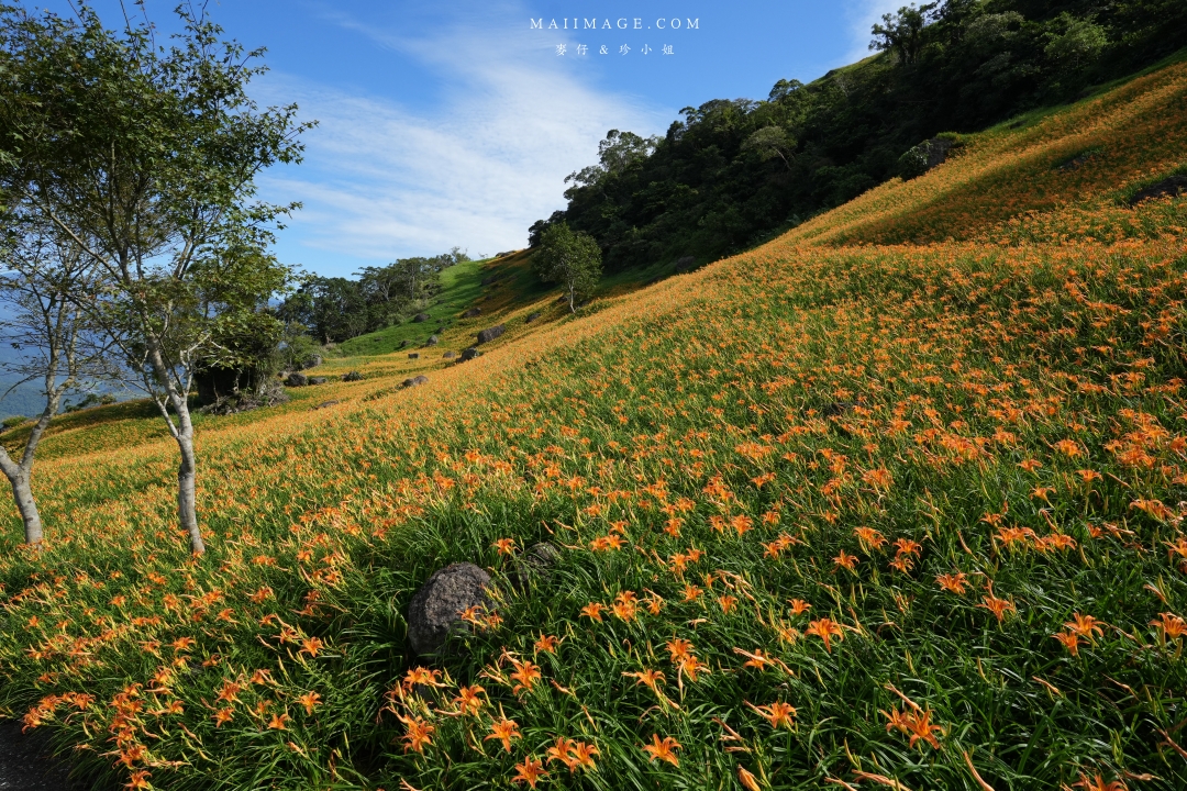 2025花蓮富里金針花季攻略!六十石山金針花海必訪,金針花體驗活動全攻略。