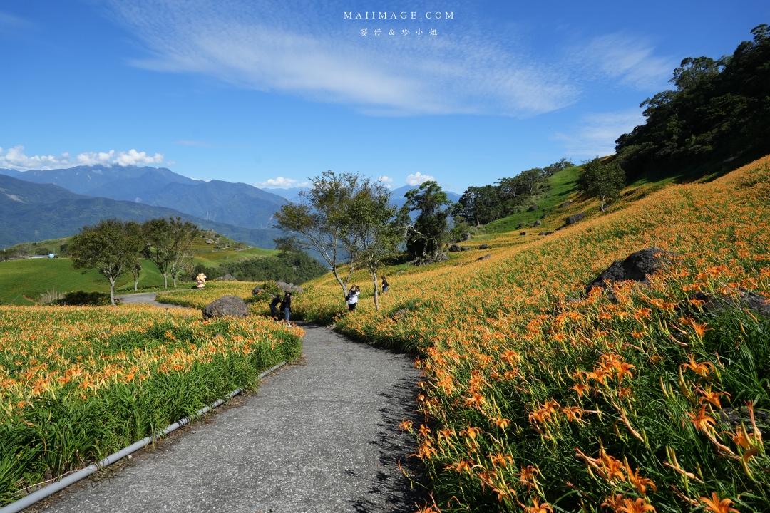 2025花蓮富里金針花季攻略!六十石山金針花海必訪,金針花體驗活動全攻略。