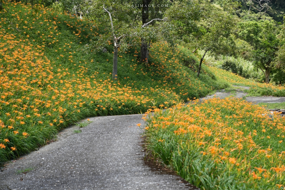 2025花蓮富里金針花季攻略!六十石山金針花海必訪,金針花體驗活動全攻略。
