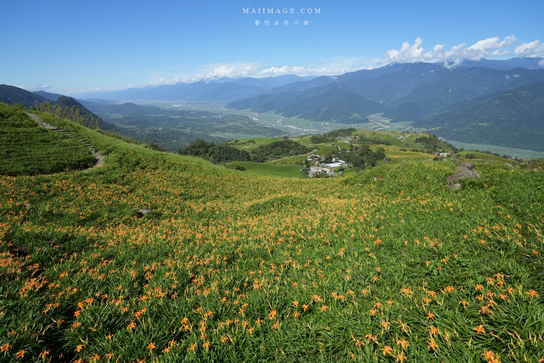 2025花蓮富里金針花季攻略!六十石山金針花海必訪,金針花體驗活動全攻略。
