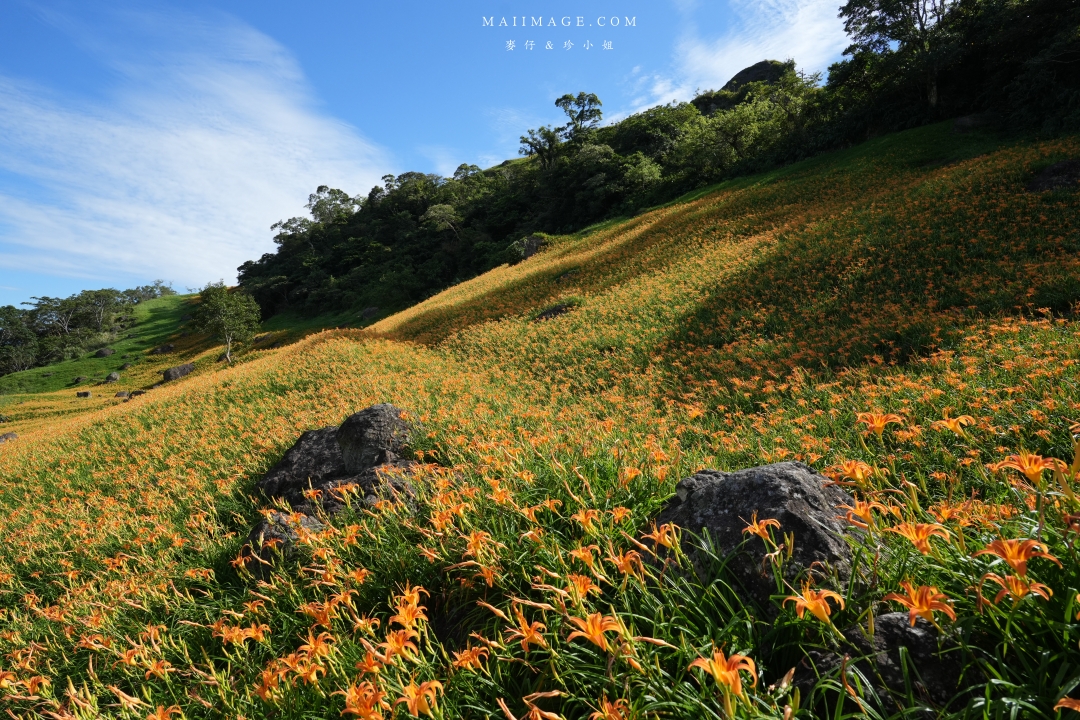 2025花蓮富里金針花季攻略!六十石山金針花海必訪,金針花體驗活動全攻略。