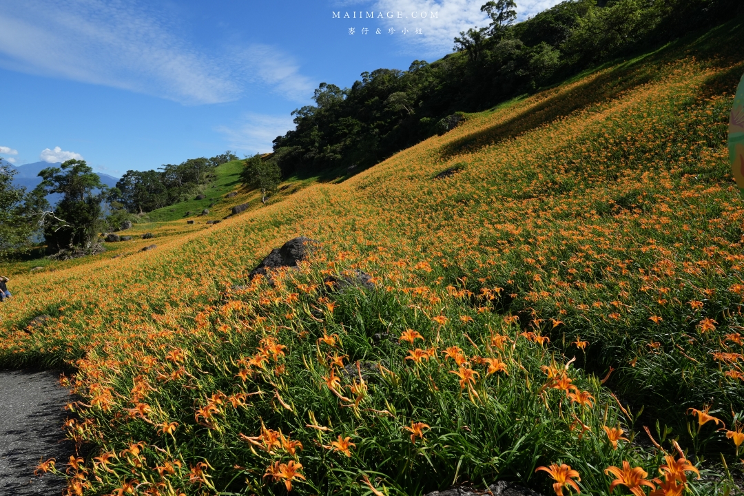 2025花蓮富里金針花季攻略!六十石山金針花海必訪,金針花體驗活動全攻略。
