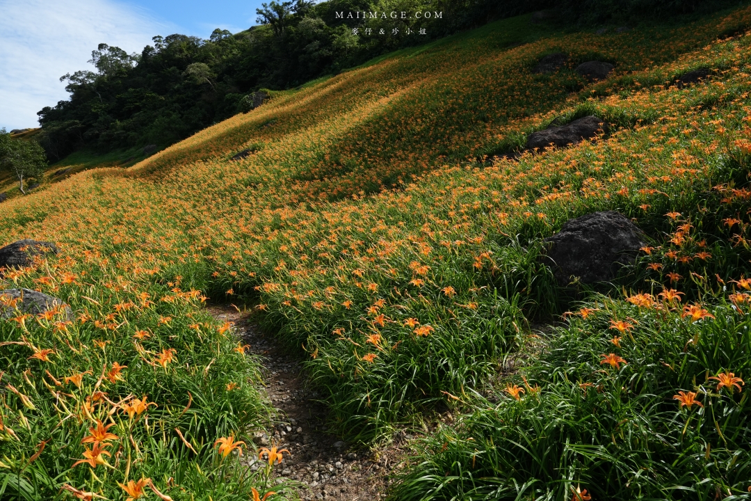 2025花蓮富里金針花季攻略!六十石山金針花海必訪,金針花體驗活動全攻略。