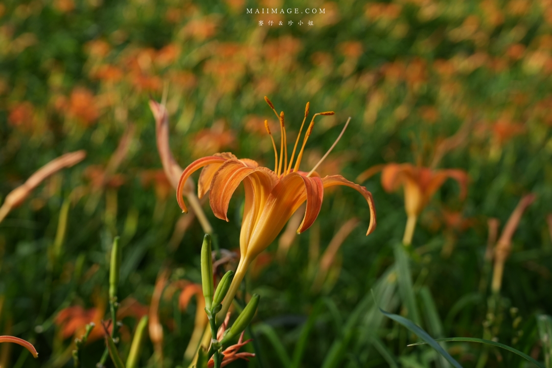 2025花蓮富里金針花季攻略!六十石山金針花海必訪,金針花體驗活動全攻略。