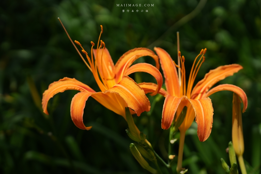 2025花蓮富里金針花季攻略!六十石山金針花海必訪,金針花體驗活動全攻略。