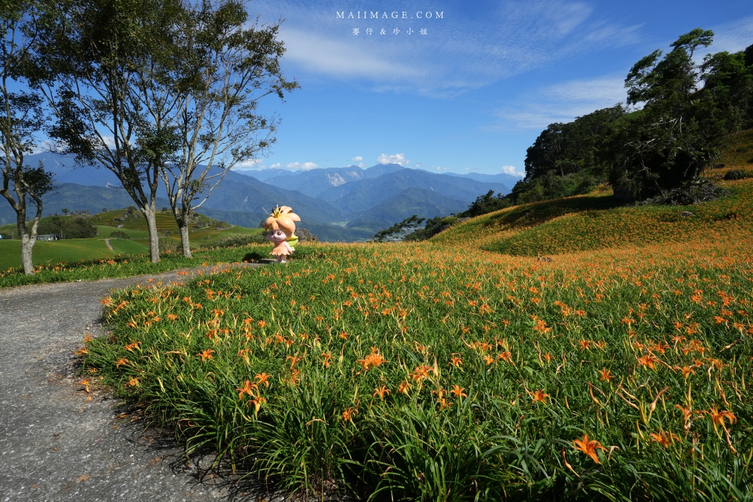 2025花蓮富里金針花季攻略!六十石山金針花海必訪,金針花體驗活動全攻略。