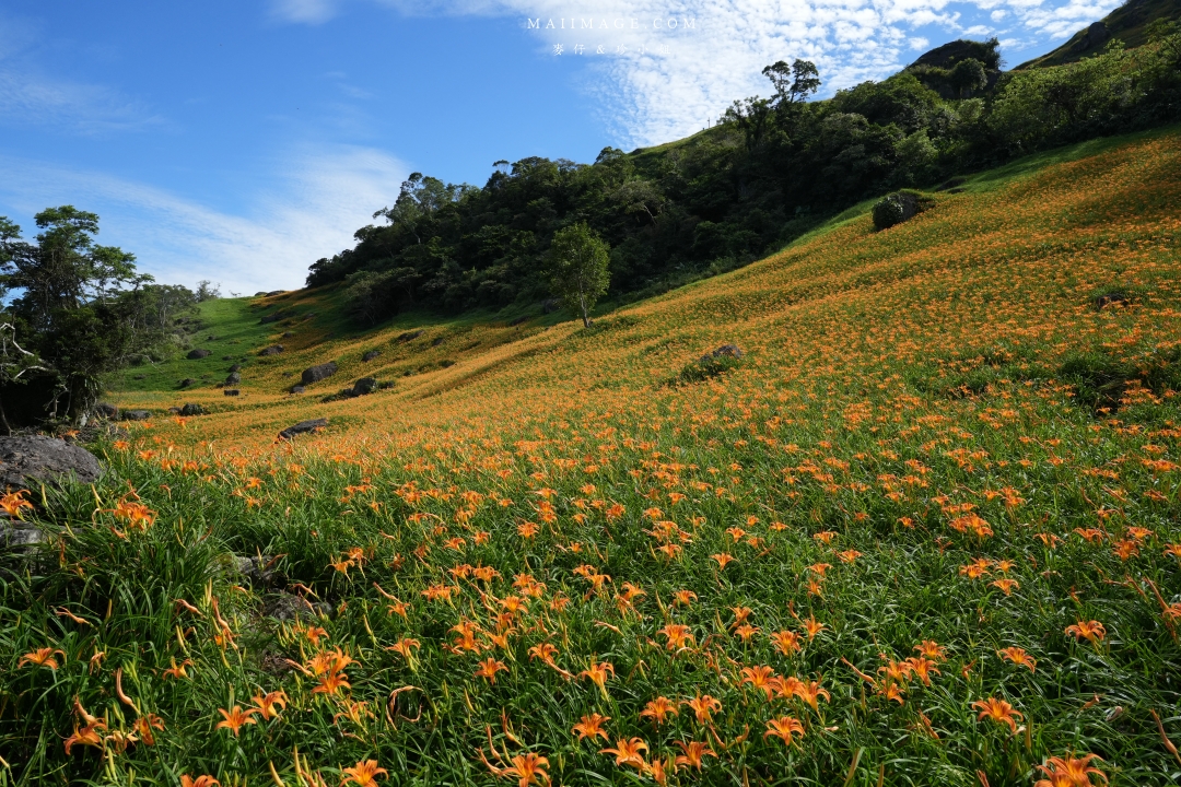 2025花蓮富里金針花季攻略!六十石山金針花海必訪,金針花體驗活動全攻略。