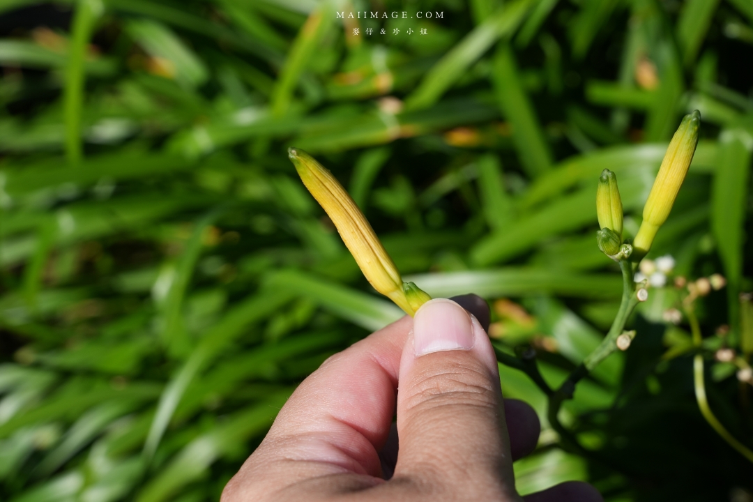 2025花蓮富里金針花季攻略!六十石山金針花海必訪,金針花體驗活動全攻略。