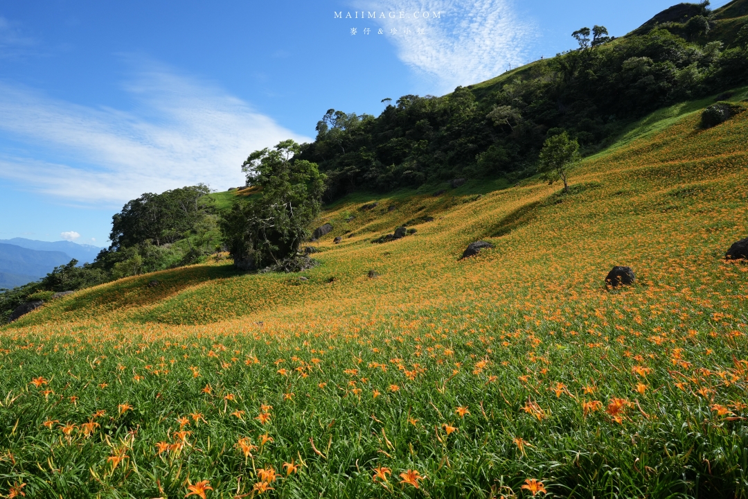 2025花蓮富里金針花季攻略!六十石山金針花海必訪,金針花體驗活動全攻略。