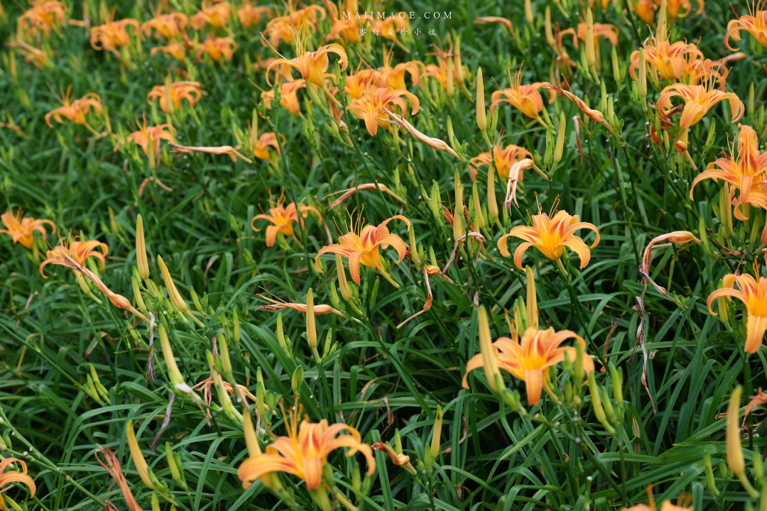 2025花蓮富里金針花季攻略!六十石山金針花海必訪,金針花體驗活動全攻略。