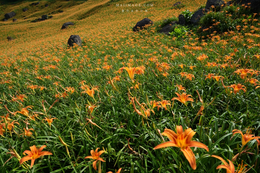 2025花蓮富里金針花季攻略!六十石山金針花海必訪,金針花體驗活動全攻略。