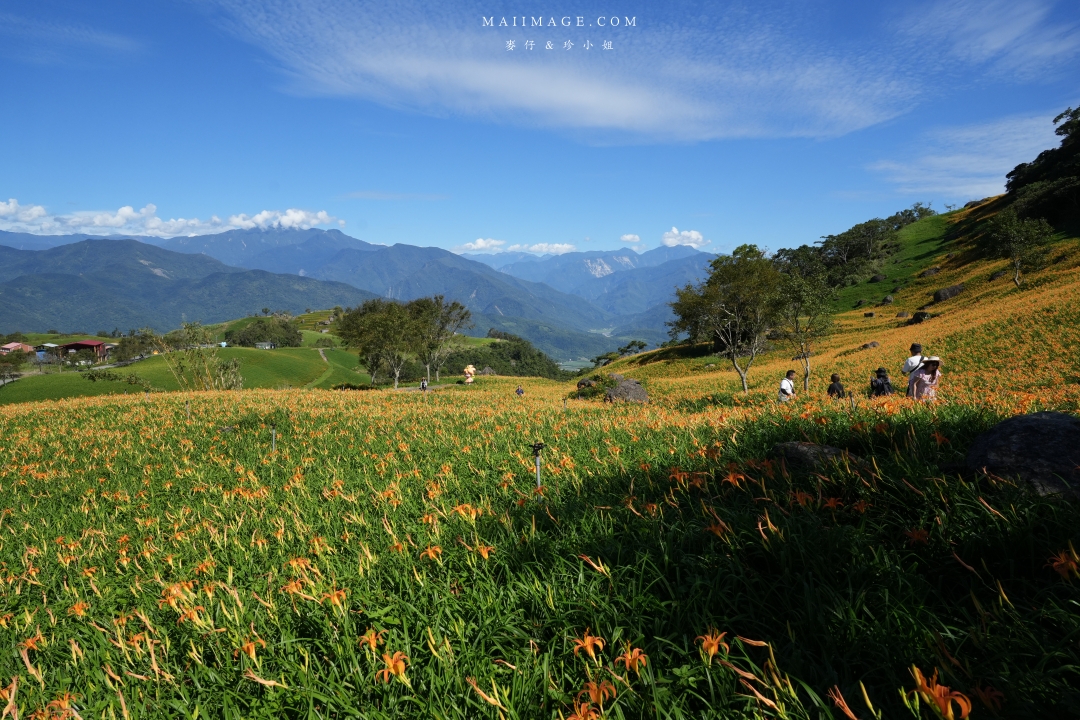 2025花蓮富里金針花季攻略!六十石山金針花海必訪,金針花體驗活動全攻略。