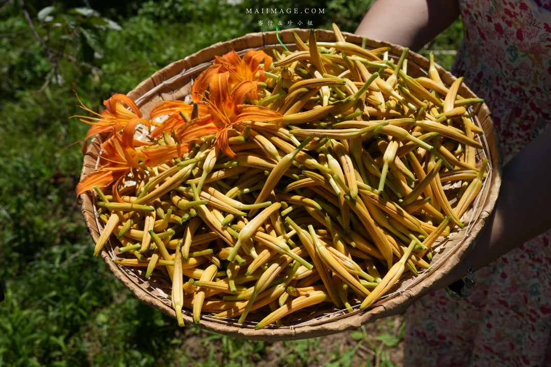 2025花蓮富里金針花季攻略!六十石山金針花海必訪,金針花體驗活動全攻略。