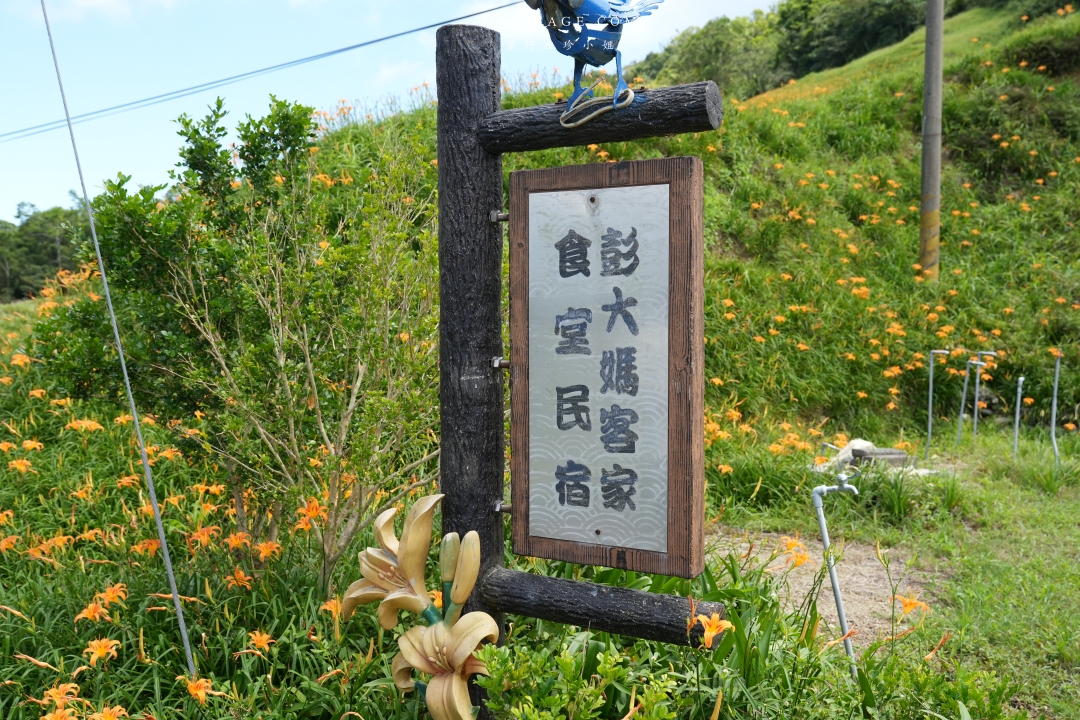 2025花蓮富里金針花季攻略!六十石山金針花海必訪,金針花體驗活動全攻略。