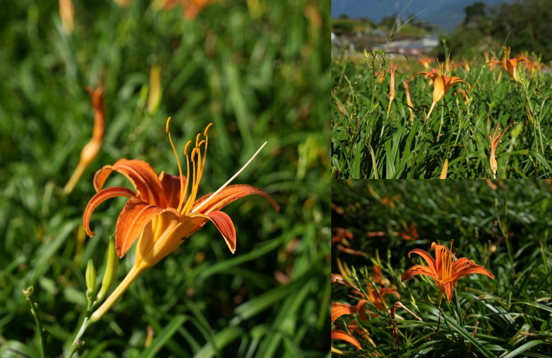 2025花蓮富里金針花季攻略!六十石山金針花海必訪,金針花體驗活動全攻略。