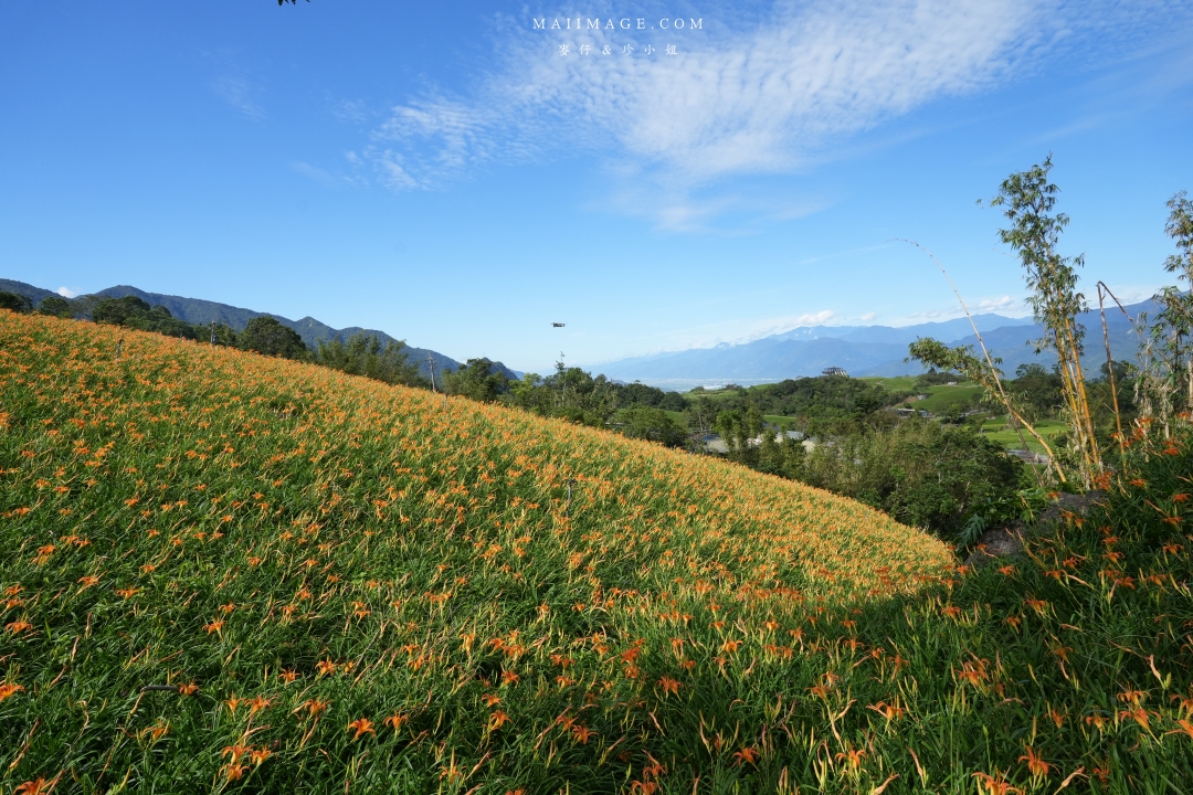 2025花蓮富里金針花季攻略!六十石山金針花海必訪,金針花體驗活動全攻略。