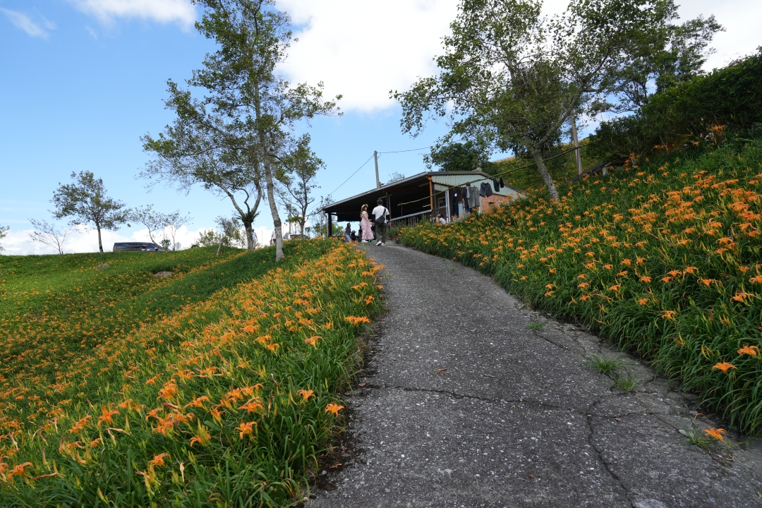 2025花蓮富里金針花季攻略!六十石山金針花海必訪,金針花體驗活動全攻略。