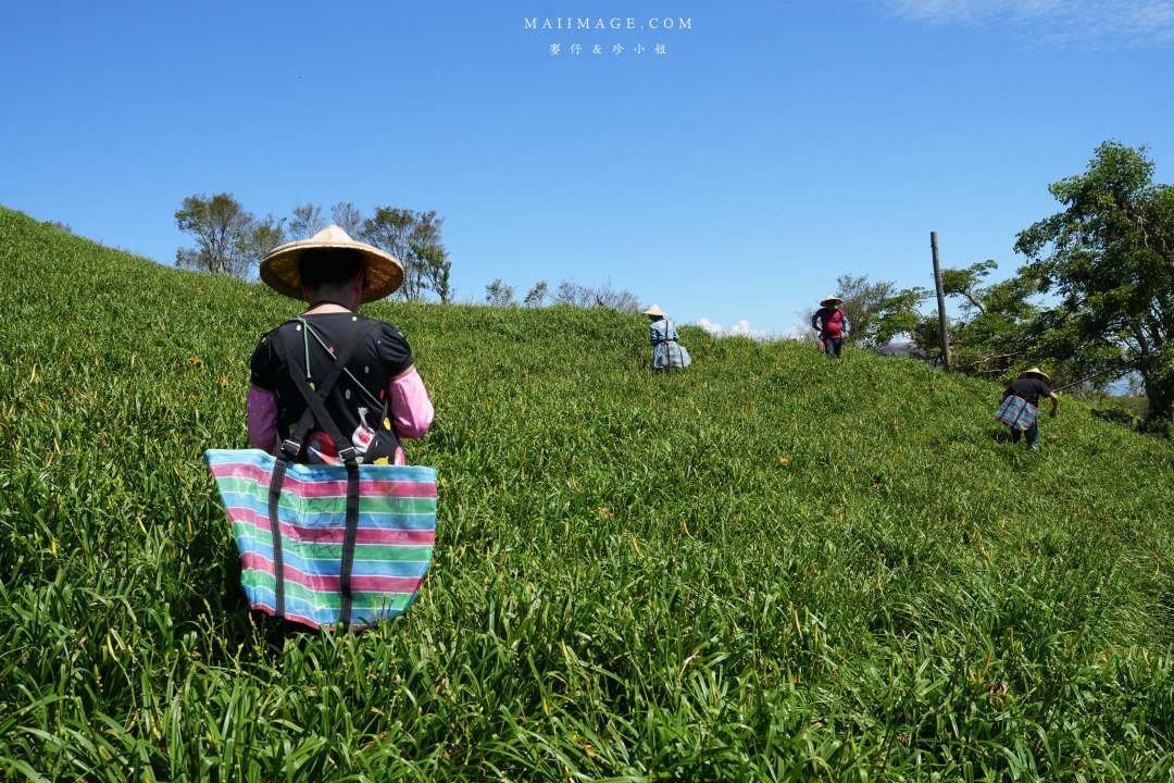 2025花蓮富里金針花季攻略!六十石山金針花海必訪,金針花體驗活動全攻略。