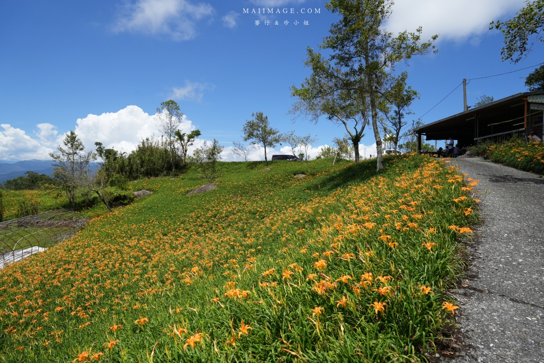 2025花蓮富里金針花季攻略!六十石山金針花海必訪,金針花體驗活動全攻略。