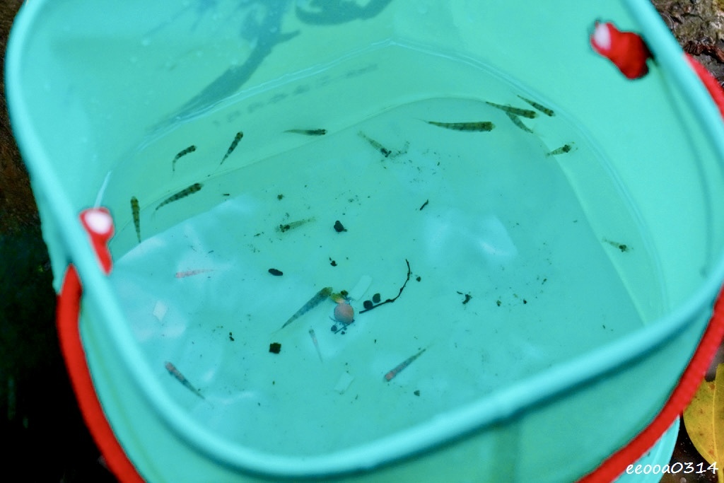 三峽大豹溪玩水攻略｜仙雲閣山莊免費溪邊烤肉玩水 + 荒郊野外