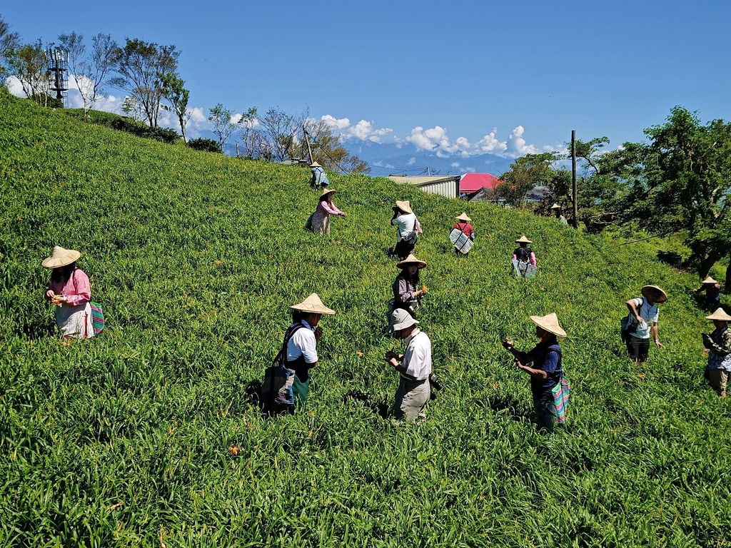 花蓮富里鄉2天1夜｜六十石山金針花季 里山-竹香物語體驗 稻