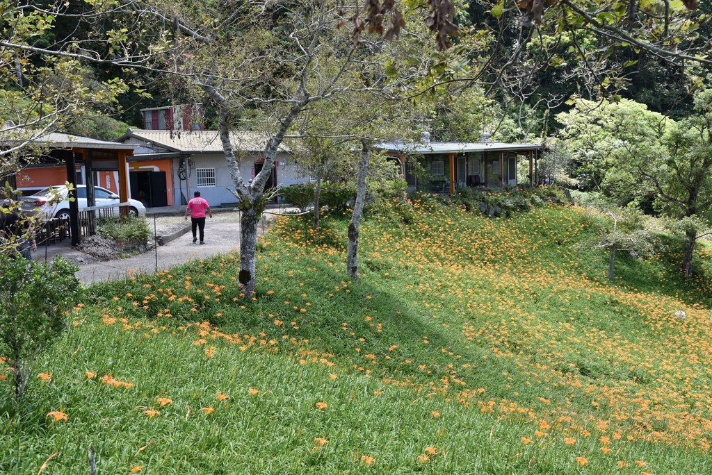 花蓮富里鄉2天1夜｜六十石山金針花季 里山-竹香物語體驗 稻