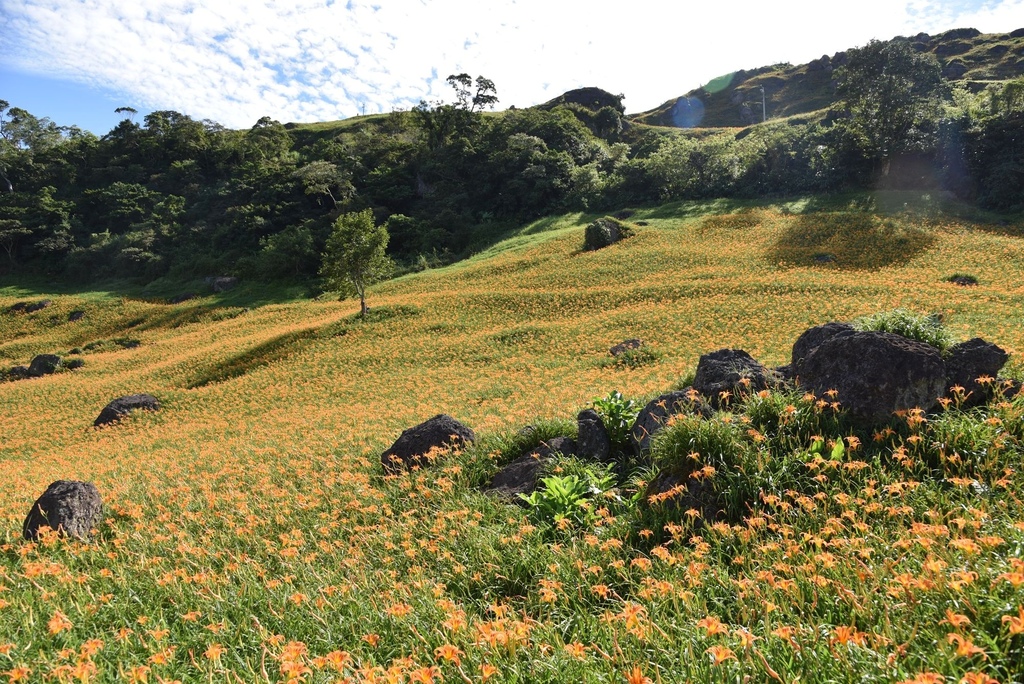 花蓮富里鄉2天1夜｜六十石山金針花季 里山-竹香物語體驗 稻