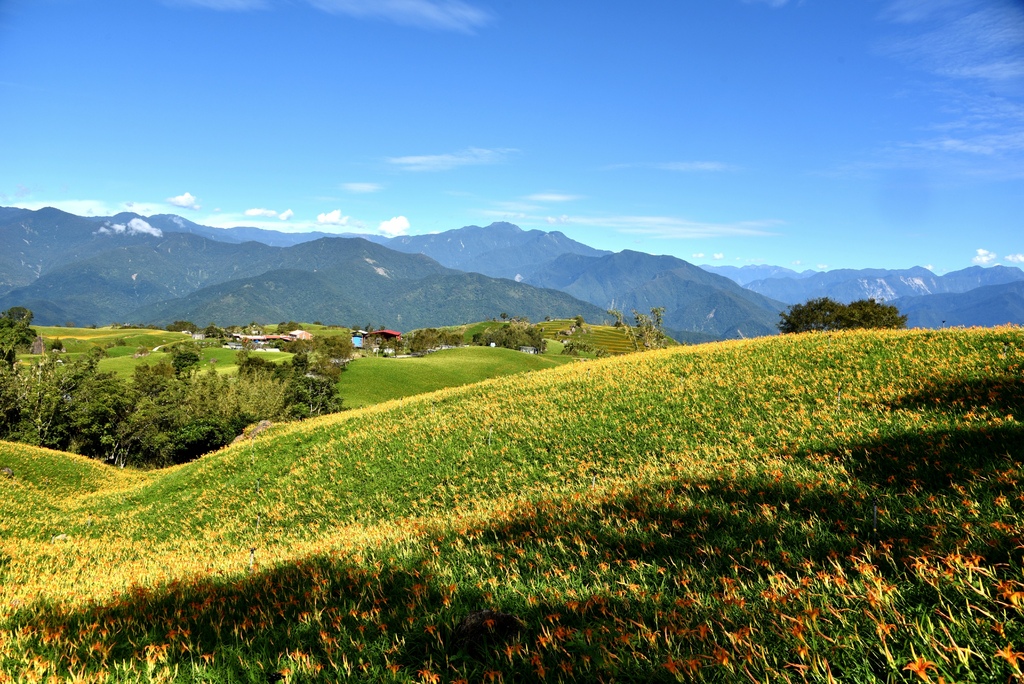 花蓮富里鄉2天1夜｜六十石山金針花季 里山-竹香物語體驗 稻