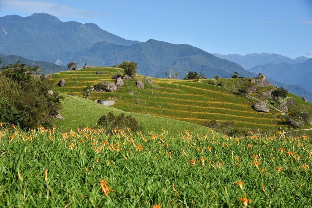 花蓮富里鄉2天1夜｜六十石山金針花季 里山-竹香物語體驗 稻