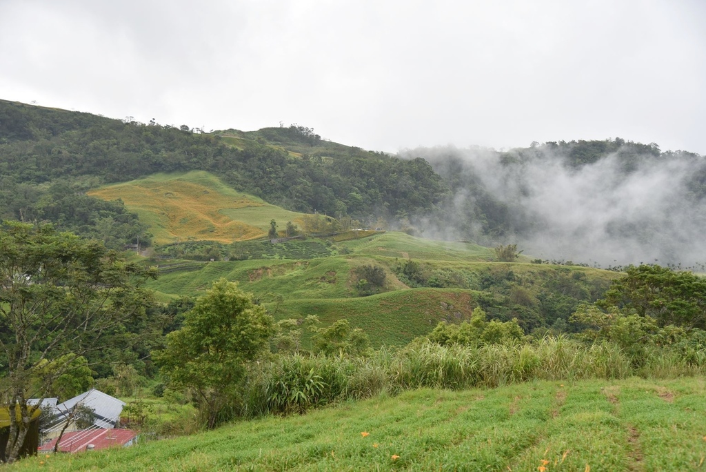 花蓮富里鄉2天1夜｜六十石山金針花季 里山-竹香物語體驗 稻
