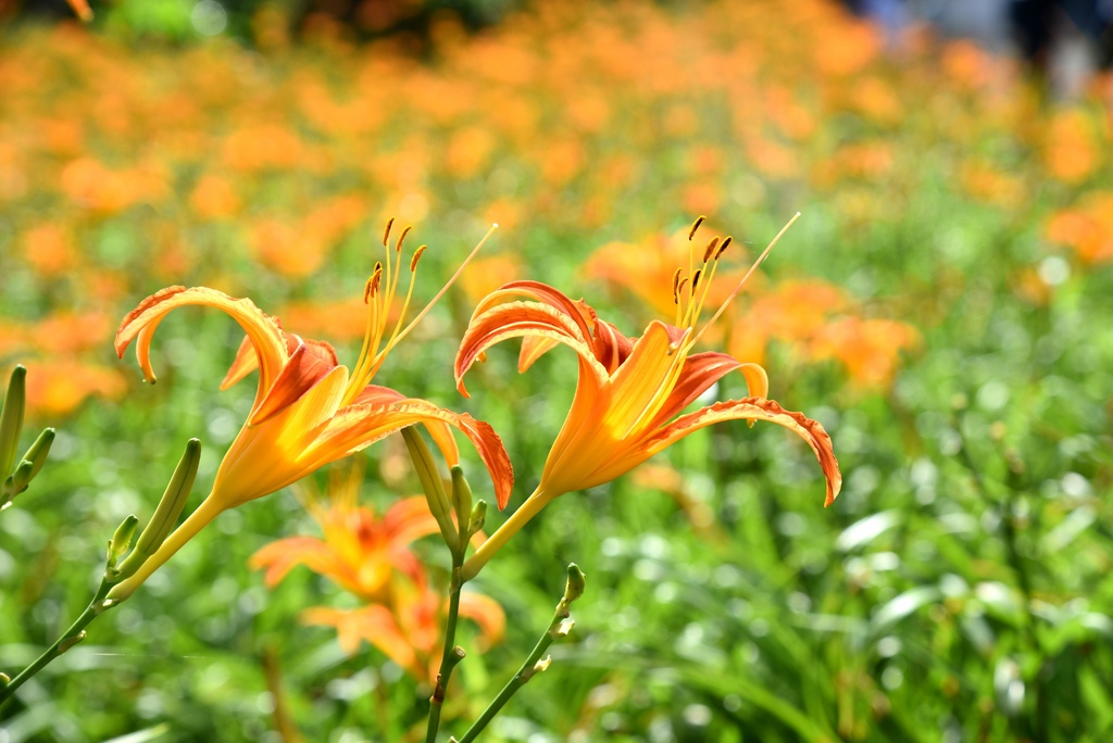 花蓮富里鄉2天1夜｜六十石山金針花季 里山-竹香物語體驗 稻