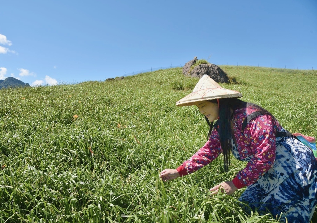 花蓮富里鄉2天1夜｜六十石山金針花季 里山-竹香物語體驗 稻