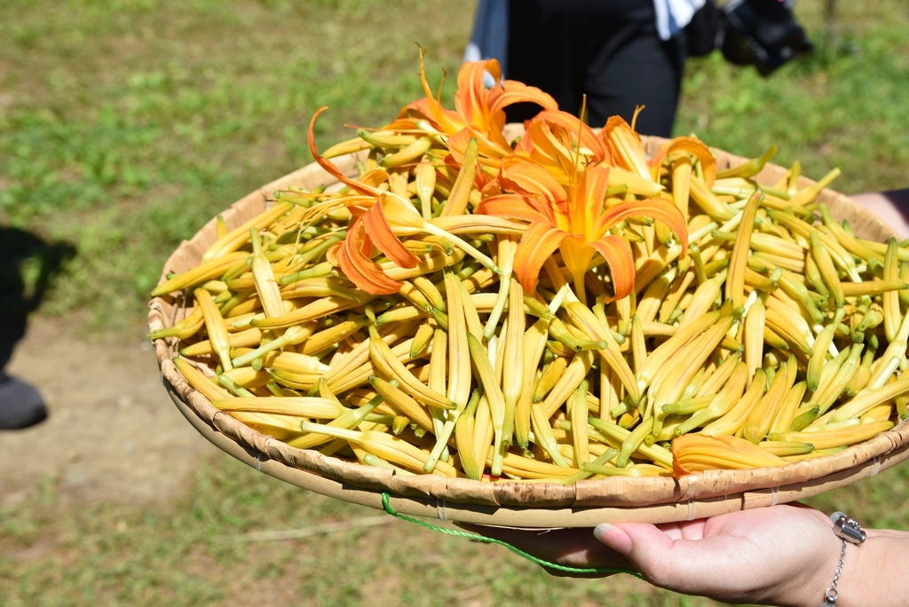 花蓮富里鄉2天1夜｜六十石山金針花季 里山-竹香物語體驗 稻