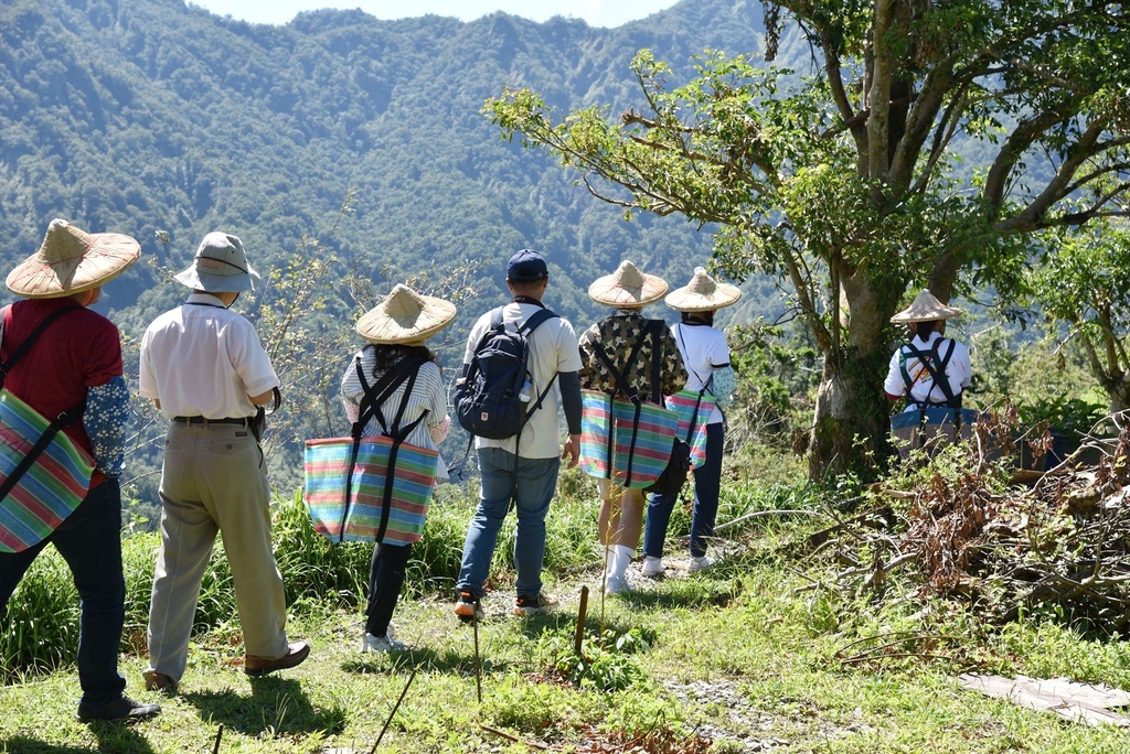 花蓮富里鄉2天1夜｜六十石山金針花季 里山-竹香物語體驗 稻