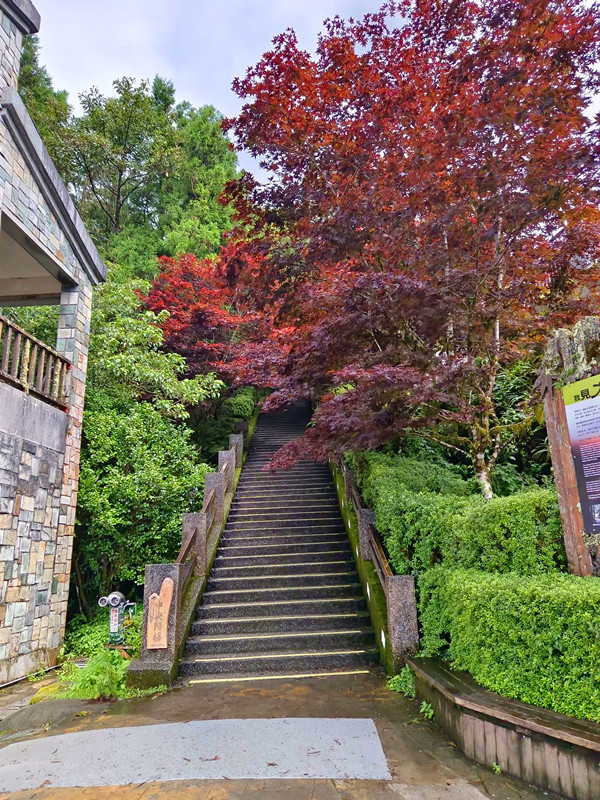 夏天避暑秘境！太平山蹦蹦車超值80元搭乘森林小火車，天然冷氣吃到飽。