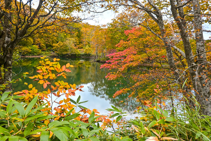 ? 秋天藏王溫泉賞楓去:漫步紅葉與溫泉的秋日畫卷
