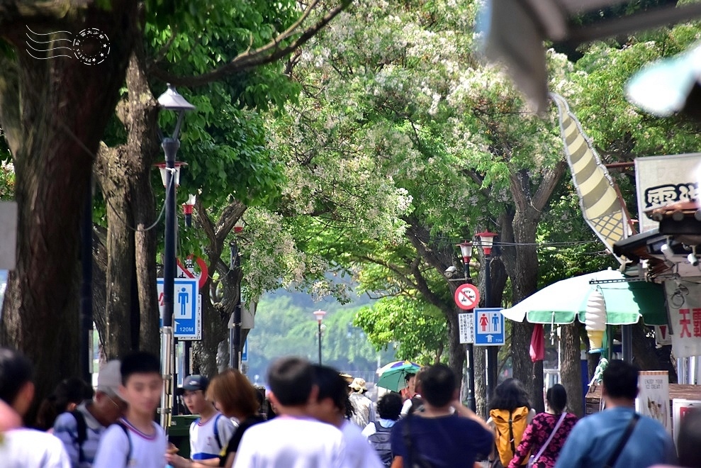 淡水苦楝花 淡水苦楝花