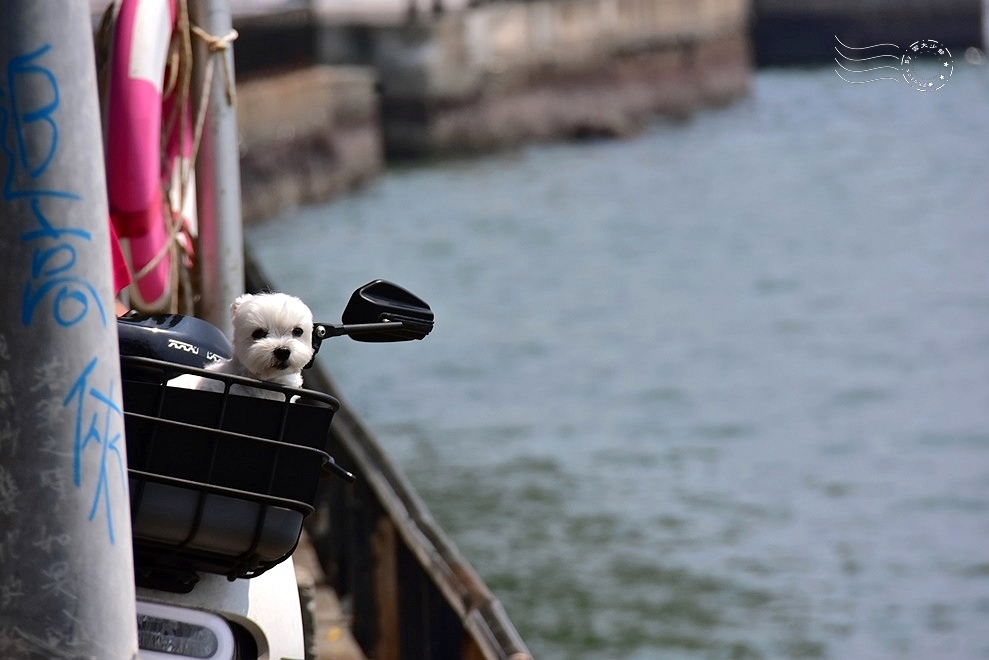 淡水榕堤 淡水榕堤