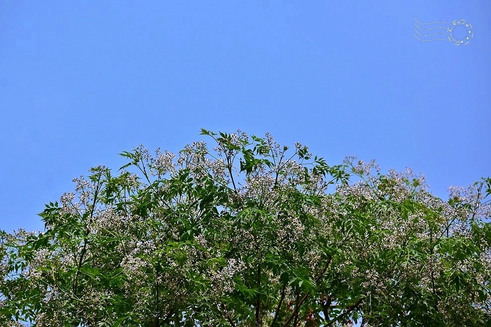 淡水苦楝花 淡水苦楝花