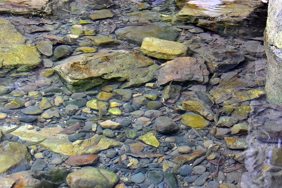 【猴洞坑瀑布】上層水潭