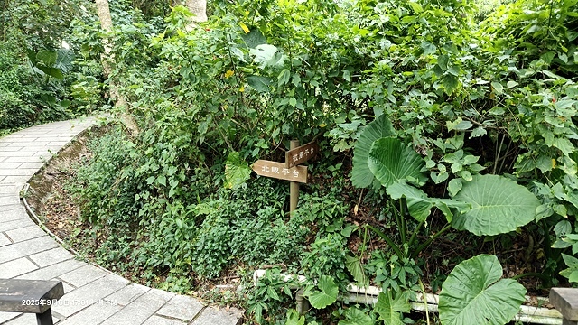 2025台北療癒步道⇨劍潭山親山步道⇨森林方舟(觀音山觀景平 2025台北療癒步道⇨劍潭山親山步道⇨森林方舟(觀音山觀景平