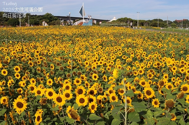 2025大佳河濱公園向日葵花海，9/18花況直擊🌸，向日葵海