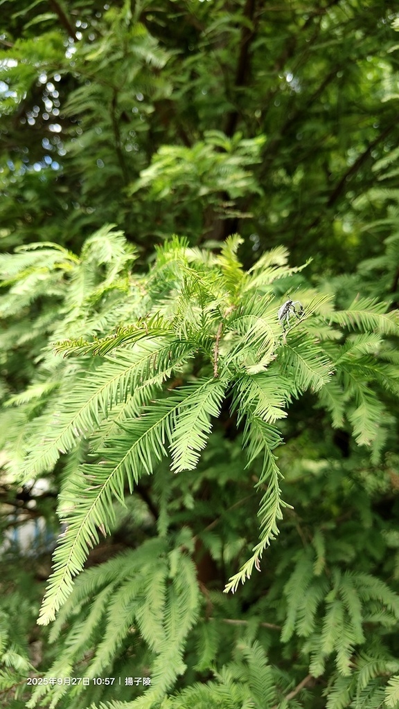 2025桃園長庚養生村落羽松最新現況分享，9/27現場直擊，