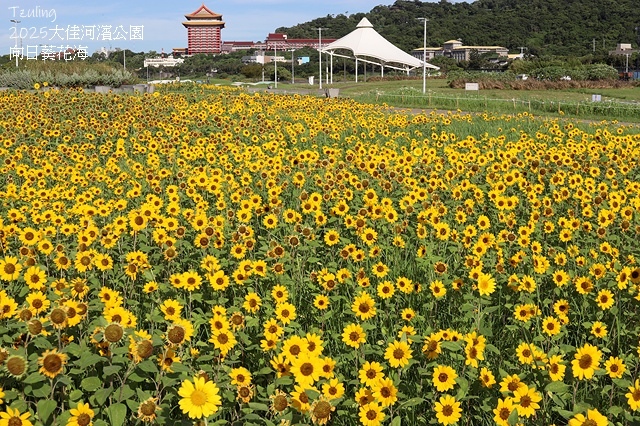 2025大佳河濱公園向日葵花海，9/18花況直擊🌸，向日葵海
