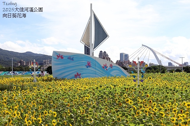 2025大佳河濱公園向日葵花海，9/18花況直擊🌸，向日葵海