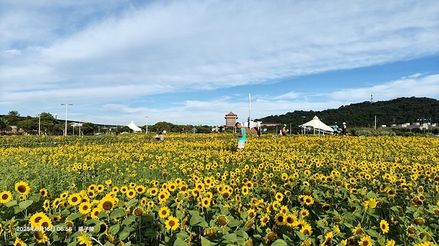 2025大佳河濱公園向日葵花海，9/18花況直擊🌸，向日葵海